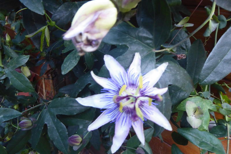 2018 11 08 Passie 30001.jpg